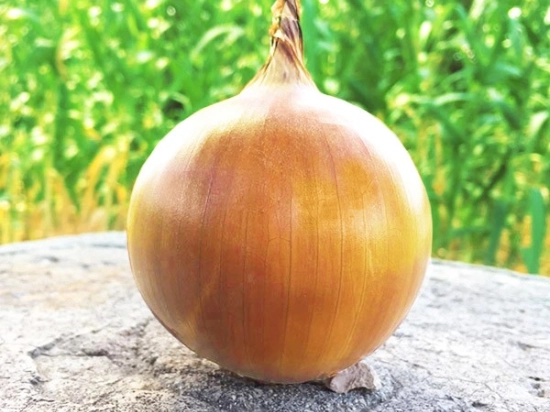 Zupa cebulowa