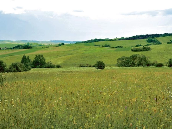 Zupa pomidorowa krem